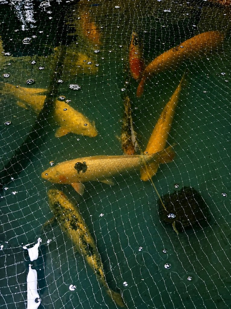 Koi’s te koop voor een mooi prijsje!, Dieren en Toebehoren, Karper of Koi