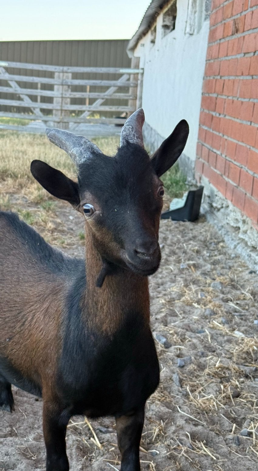 Dwerggeit bokje, Dieren en Toebehoren, Schapen, Geiten en Varkens