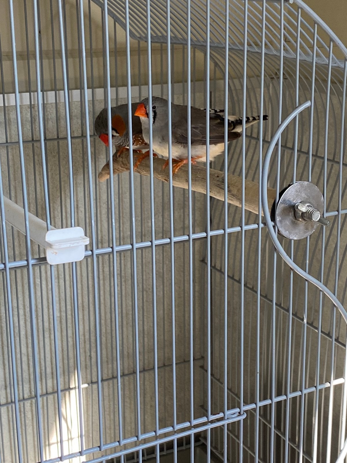 Vogelkooi met koppeltje zebravinkjes, Animaux & Accessoires, Oiseaux | Oiseaux Autre