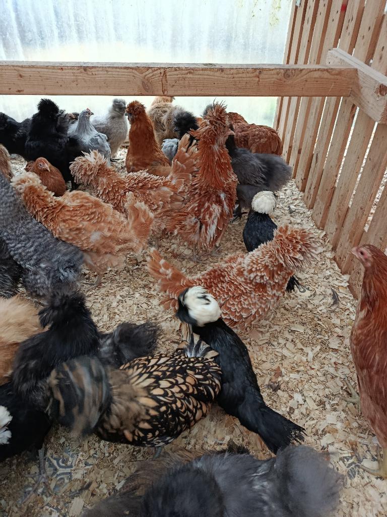 padua krulveer 4 hennen + 1 haan 120 euro, Meerdere dieren, Kip