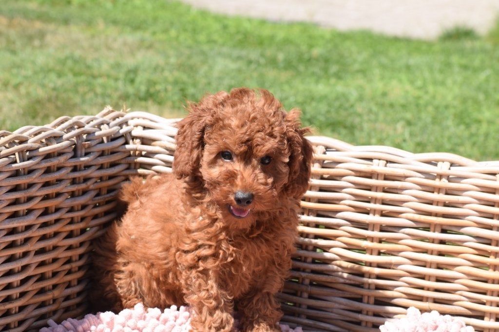 Poedel pups mooie keuze, Poedel, België, 15 weken tot 1 jaar, Meerdere
