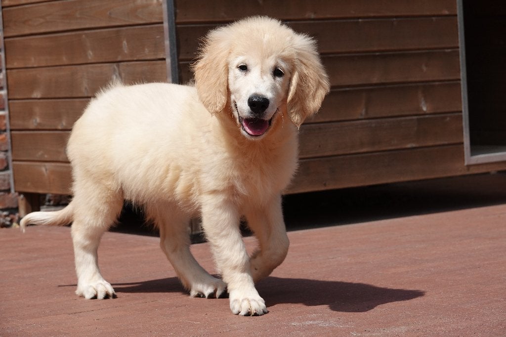 Magnifiques chiots Golden Retriever, avec pedigree, Golden retriever, Maladie de Carré (chiens), Plusieurs, Belgique