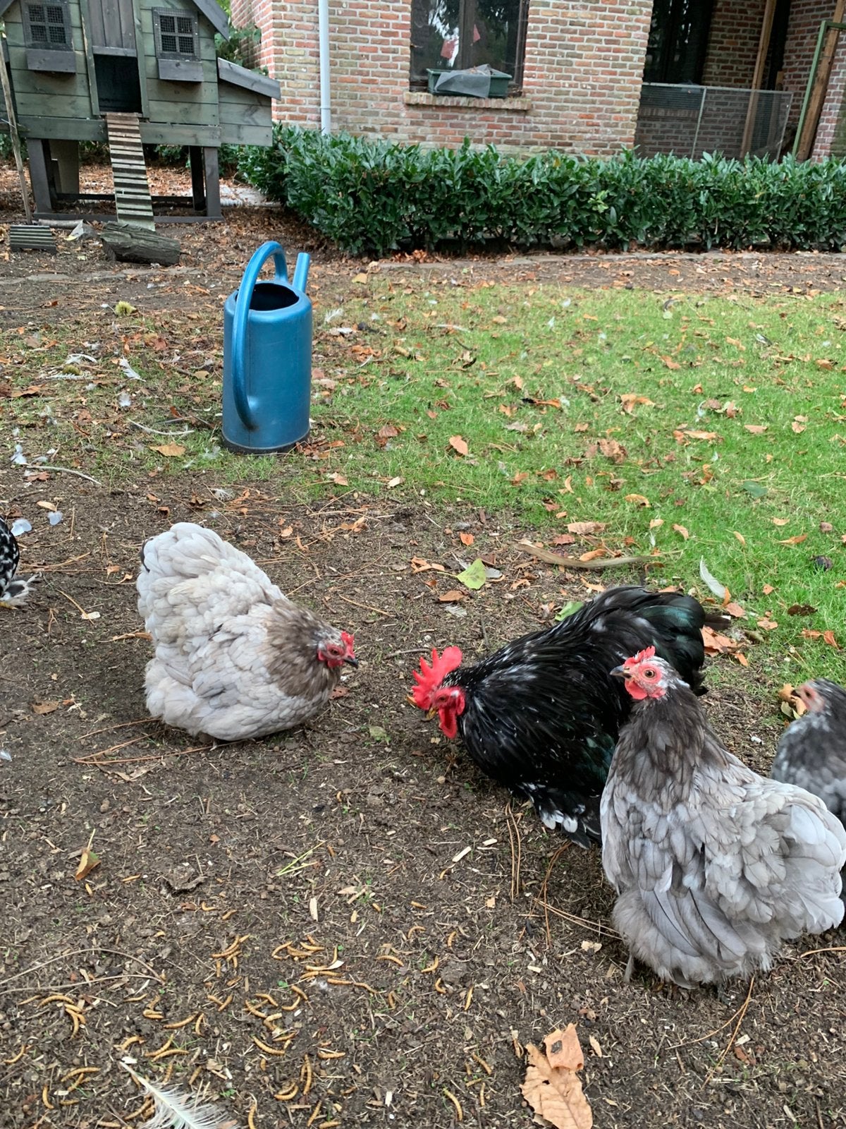 Cochin miniature, Royaume-Uni, Pékin, Bantam, Animaux & Accessoires, Poule ou poulet