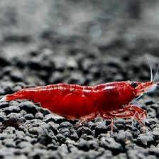 Bloody Mary doeprode garnalen high grade. Neo caridina, Dieren en Toebehoren