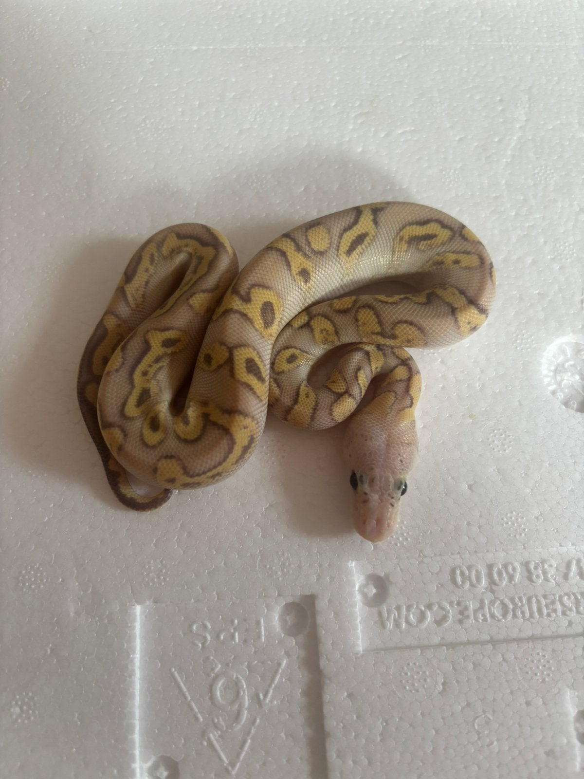 1.0 super pastel mojave ghi clown