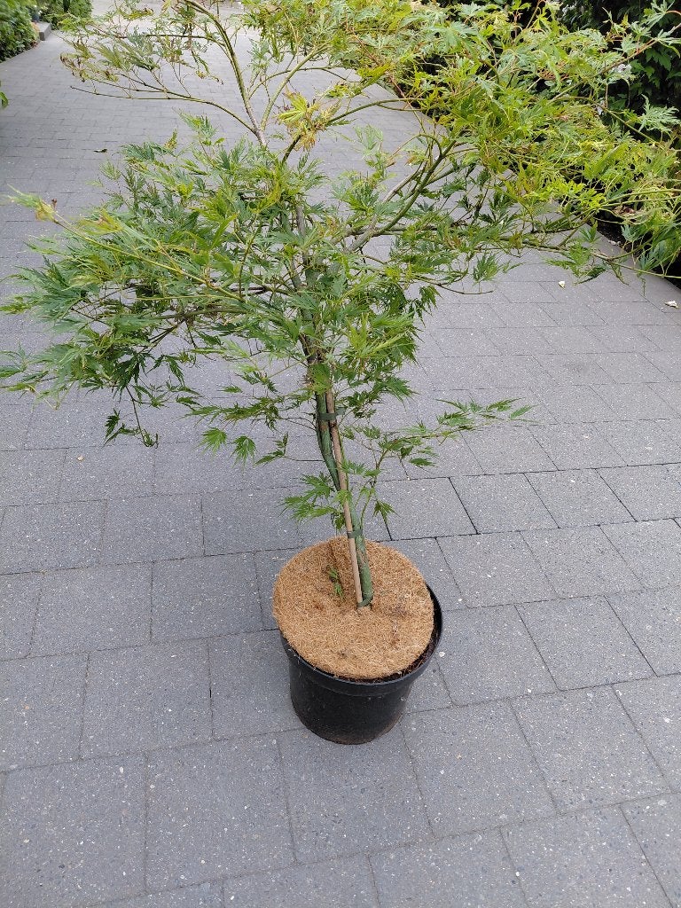 Acer Viridis, Tuin en Terras, Ophalen, Esdoorn