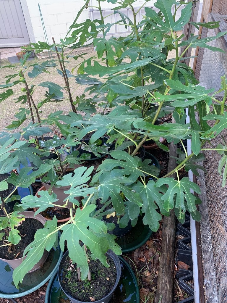 vijgenbomen, Enlèvement, Moins de 100 cm, En pot, Figuier