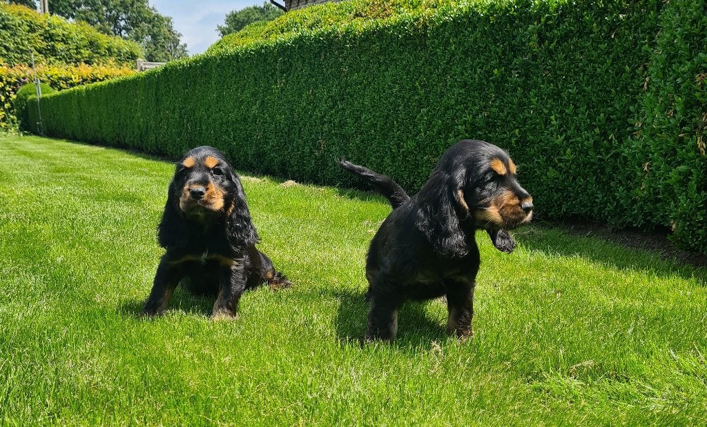 chiots cockers anglais, Plusieurs, Hépatite contagieuse (maladie de Rubarth), Belgique, Plusieurs animaux