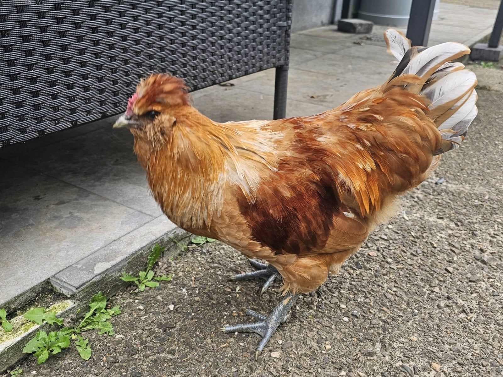 haantje kleurlegger Geboren 2026, Dieren en Toebehoren, Pluimvee, Mannelijk, Kip