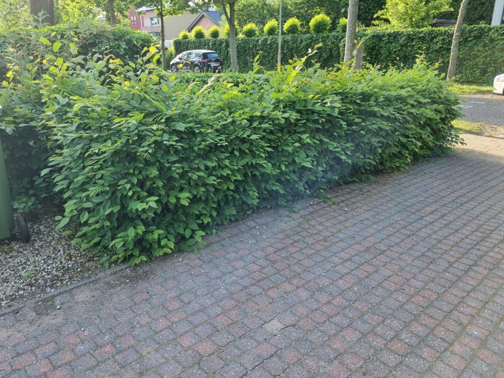 Beuken Haag gratis, Tuin en Terras, Ophalen, Beukenhaag, Haag