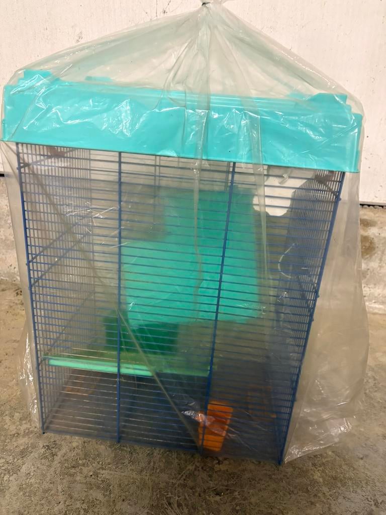 Cavia kooi, Enlèvement, Comme neuf