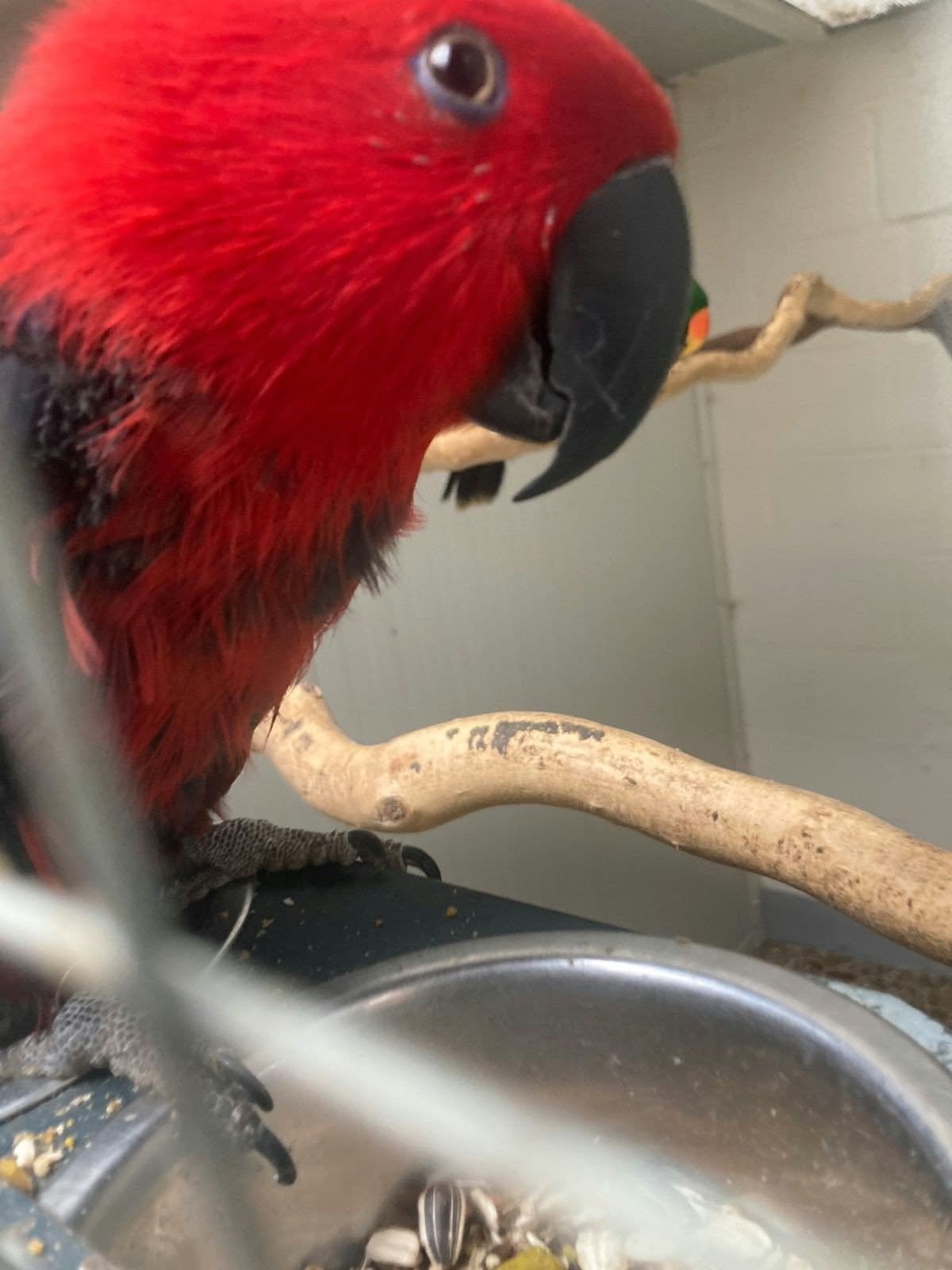 bewezen edelpapegaaien, Plusieurs animaux, Perroquet, Domestique