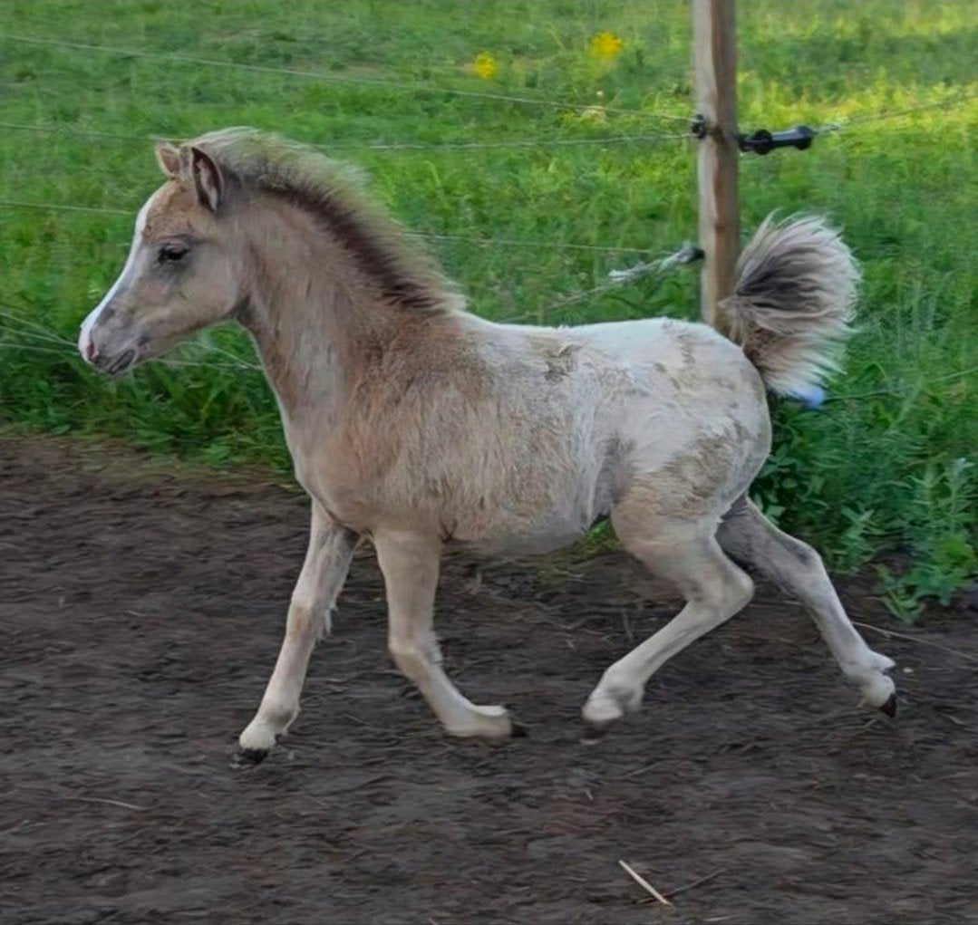 Ontzettend knappe silver dapple nmprs hengst veulen, Étalon