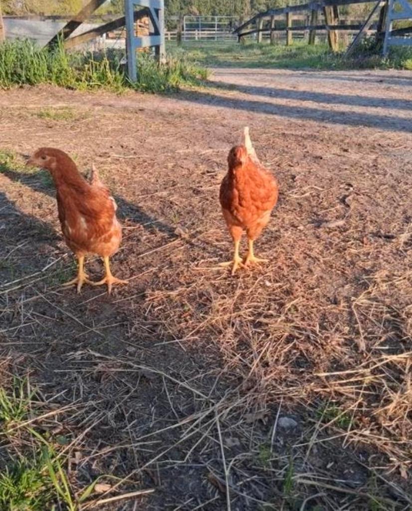 Jonge legkippen, Femelle, Poule ou poulet