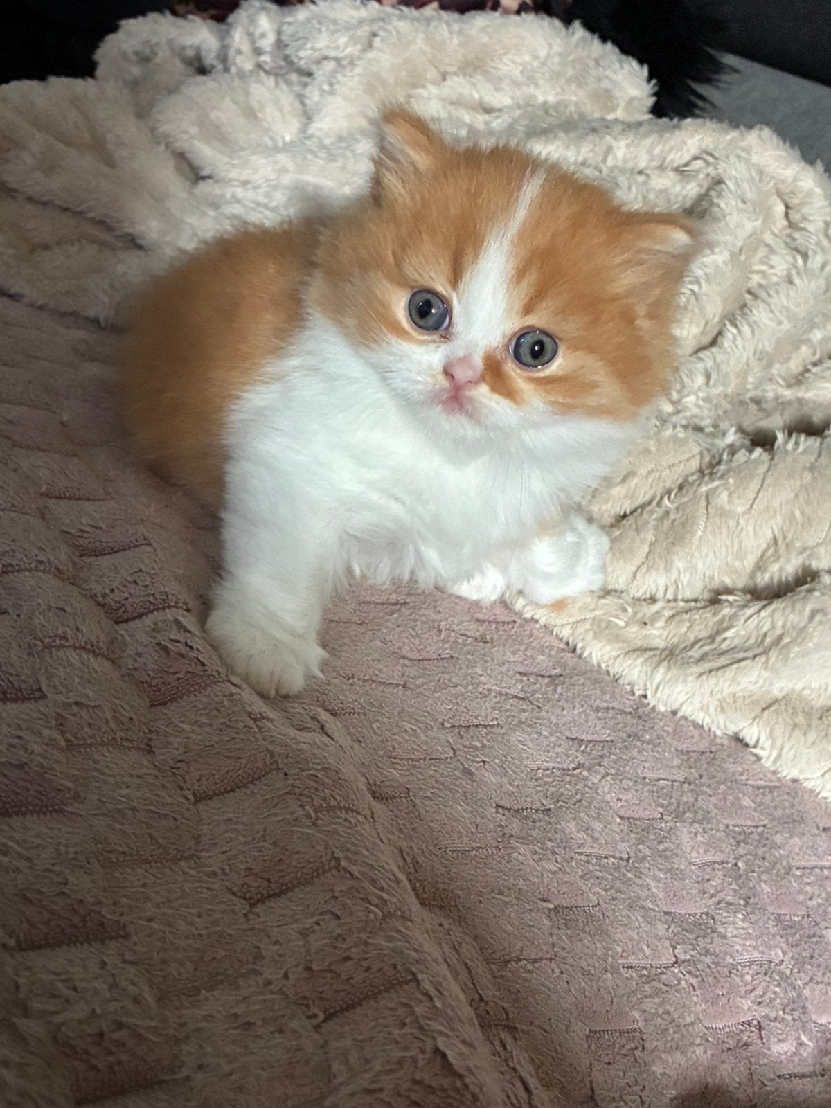 Rood Brits langhaar katertje, Chat, Avec pedigree, 0 à 2 ans