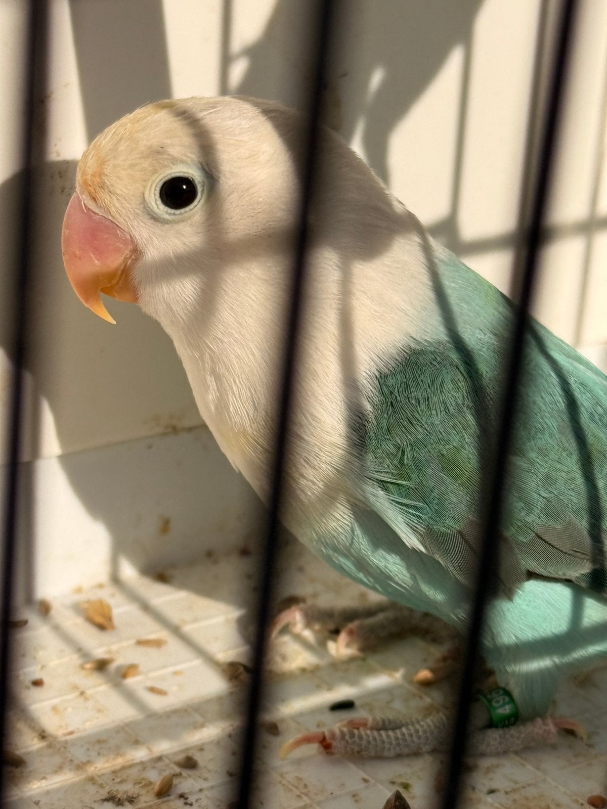 2 opaline sapphireblauw2 mannen, Mannelijk, Dwergpapegaai of Agapornis, Geringd