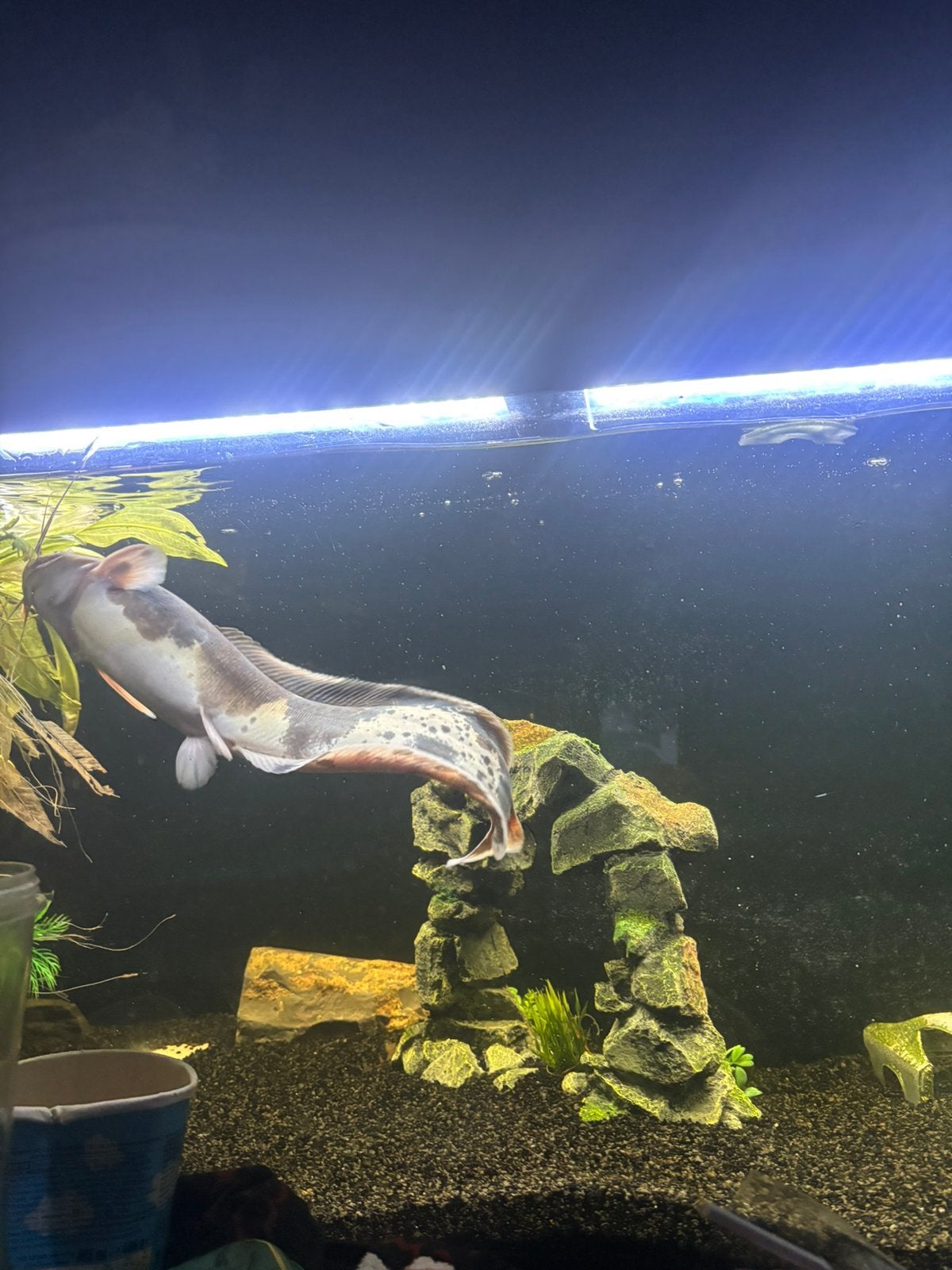Aquarium meerval te koop, Ophalen