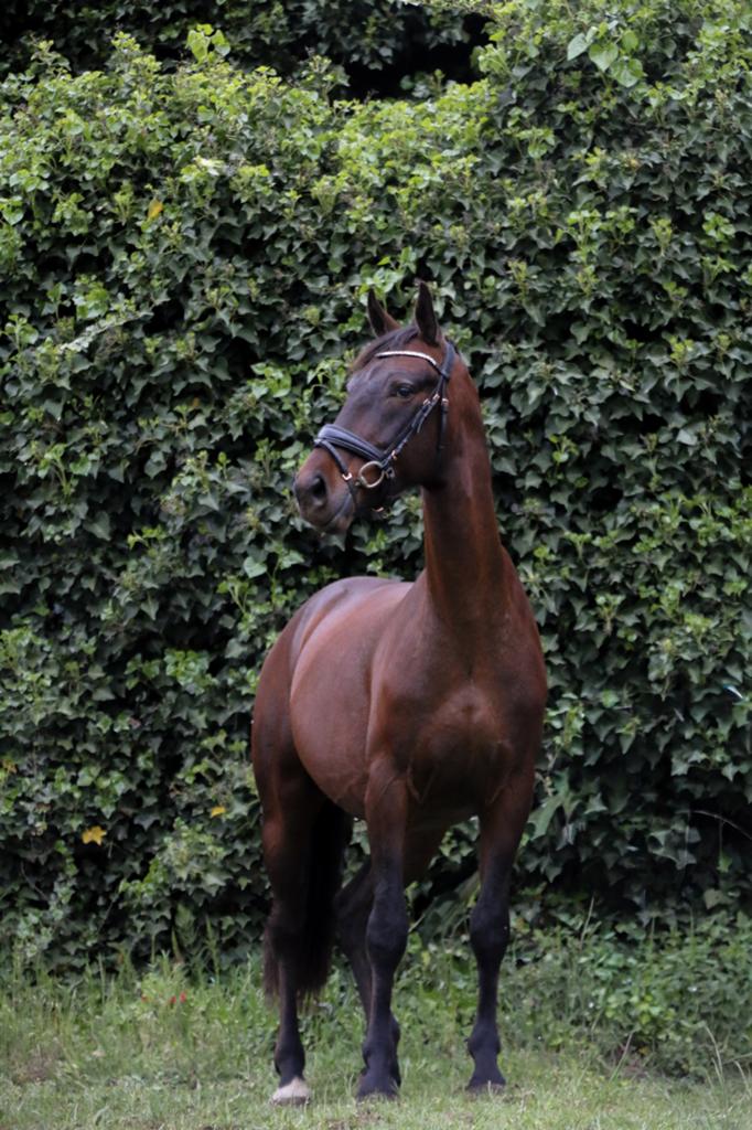 Lieve 5 jarige KGPS ruin