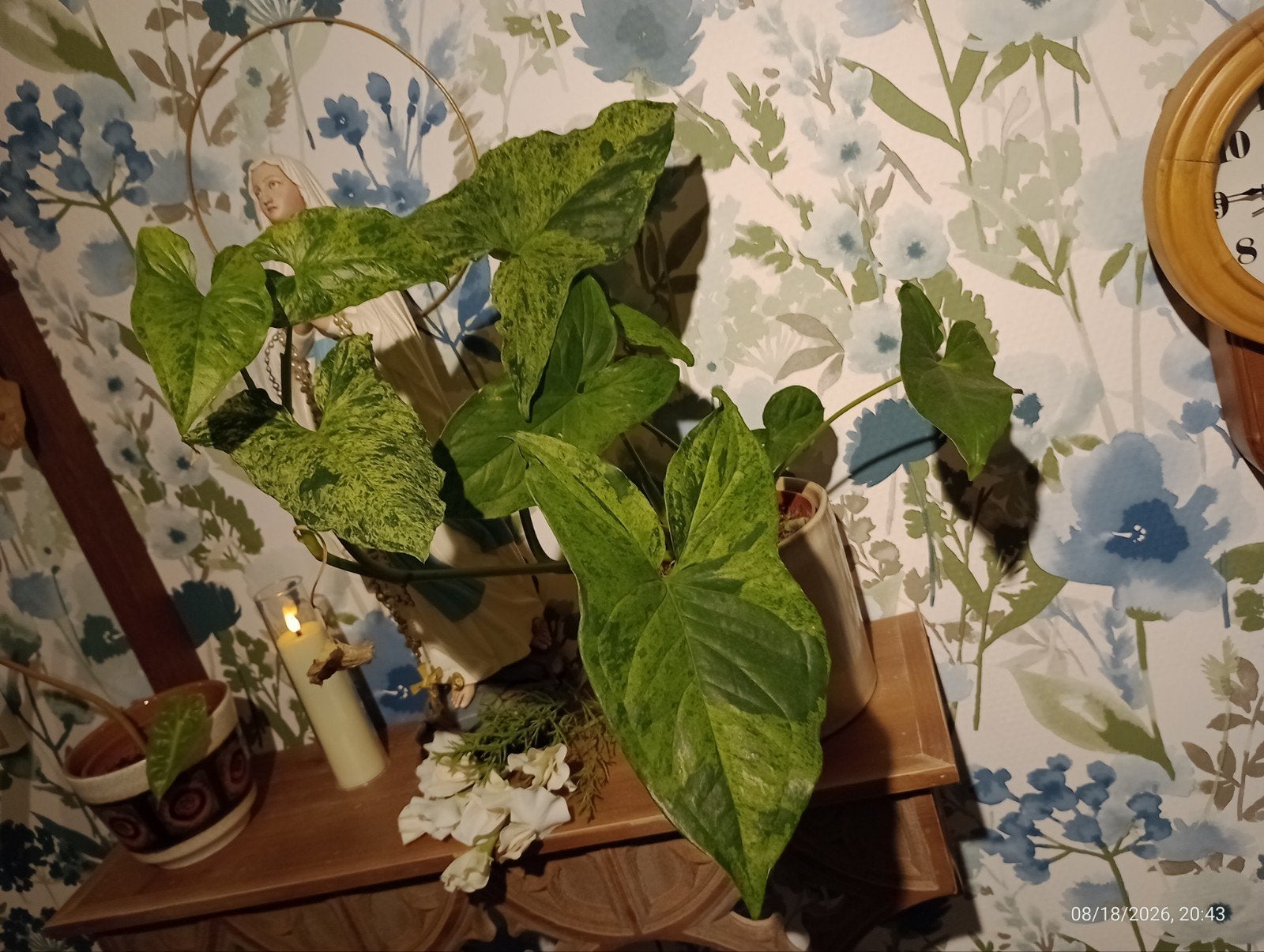 plante intérieur syngonium mojito+ pot, Autres espèces, En pot, Moins de 100 cm, Enlèvement