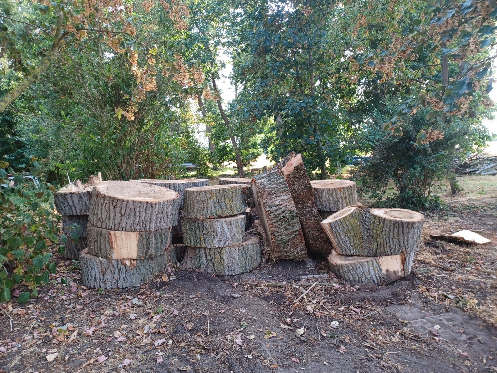 Hout populieren te koop, Tuin en Terras, Brandhout, Ophalen