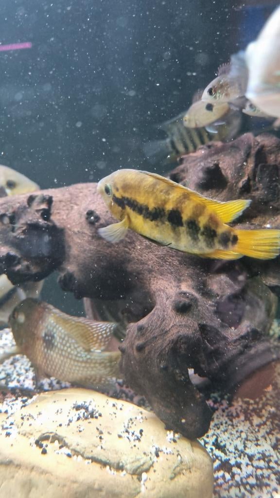 Herotilapia multispinosa, Dieren en Toebehoren, Vis, Zoetwatervis, Schoolvis