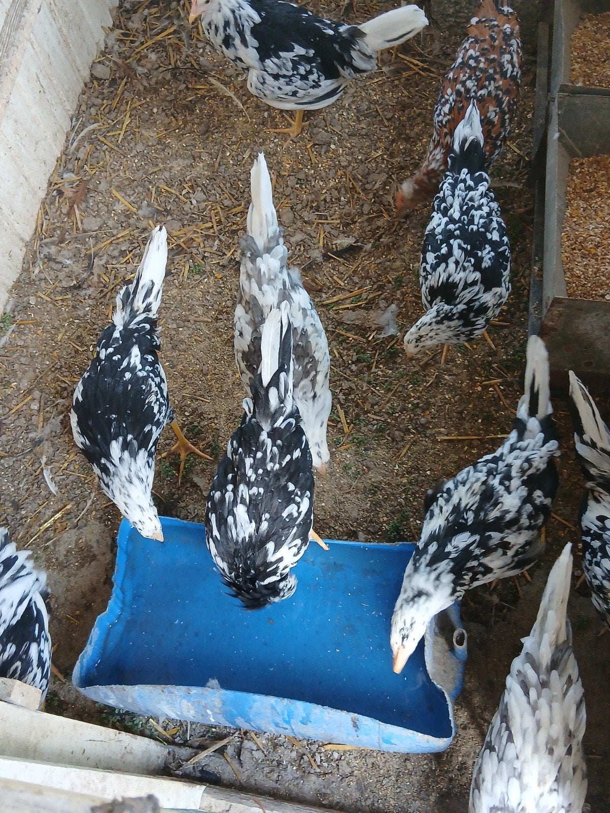 leghorn hennen, Vrouwelijk, Kip
