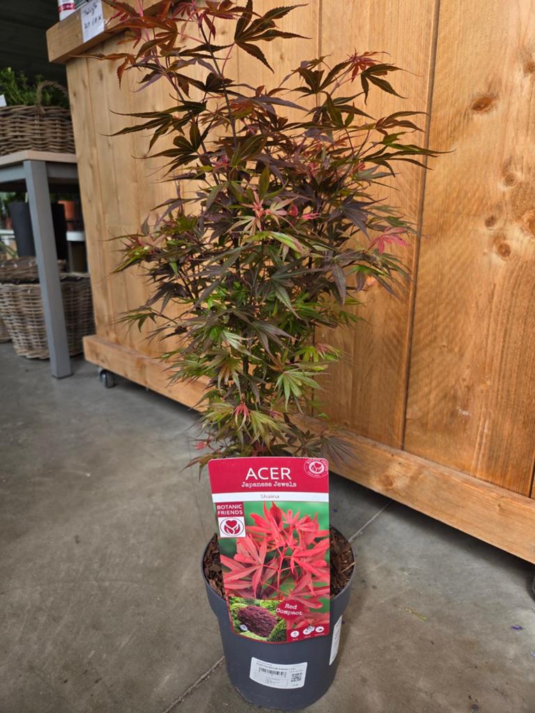 Acer Palmatum 'Shaina', Ophalen