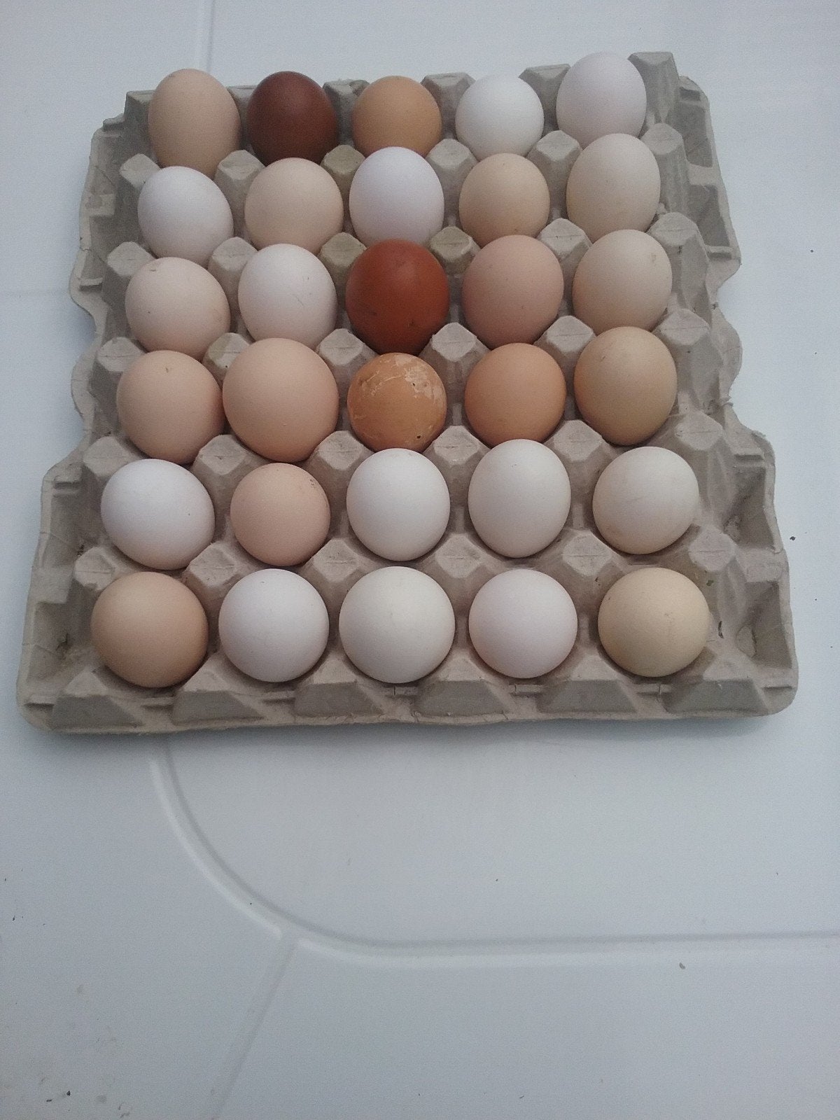 œufs frais élevés en liberté provenant de divers poulets éle