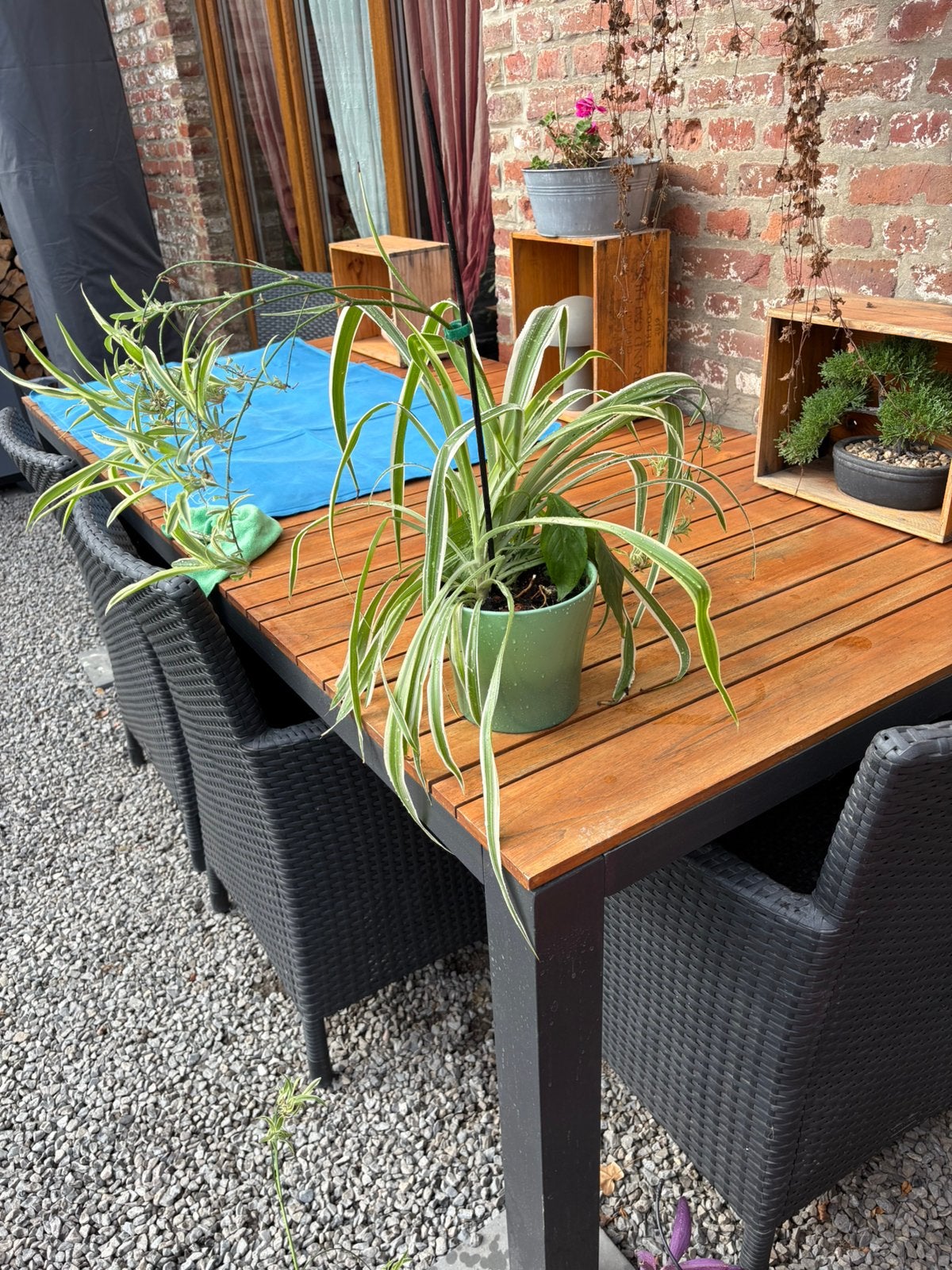 Plante araignée plus un..., Autres espèces, Moins de 100 cm, Enlèvement, Plante verte