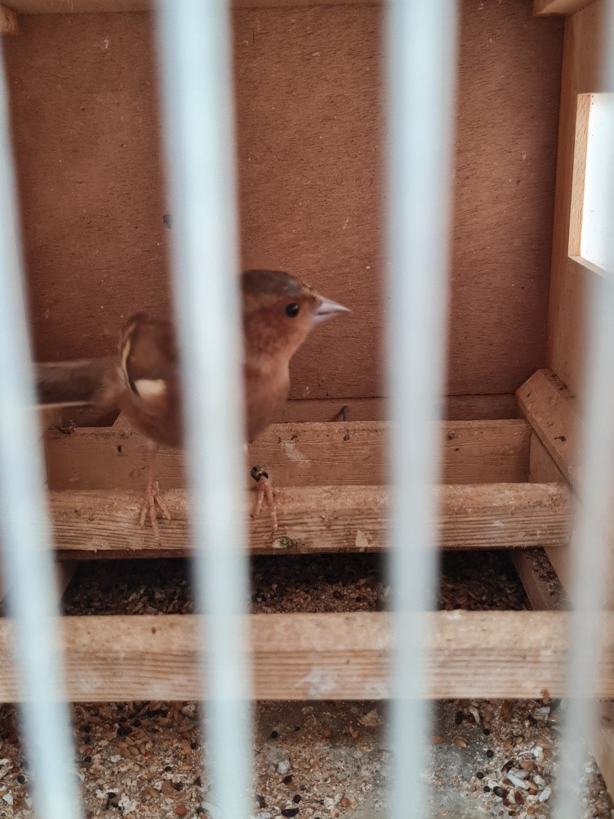 Botvink, Dieren en Toebehoren