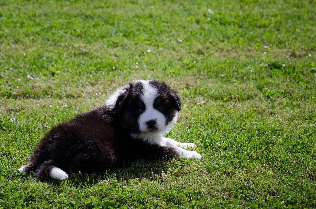Australische herder pups geboren op boerderij, Dieren en Toebehoren, België, Particulier, CDV (hondenziekte), 8 tot 15 weken
