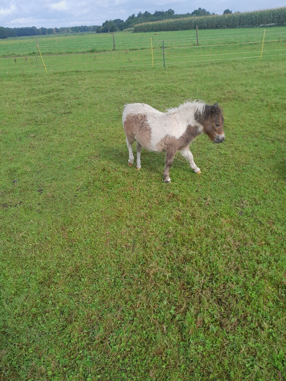 mini veulen, Dieren en Toebehoren, Hengst, A pony (tot 1.17m), 0 tot 2 jaar