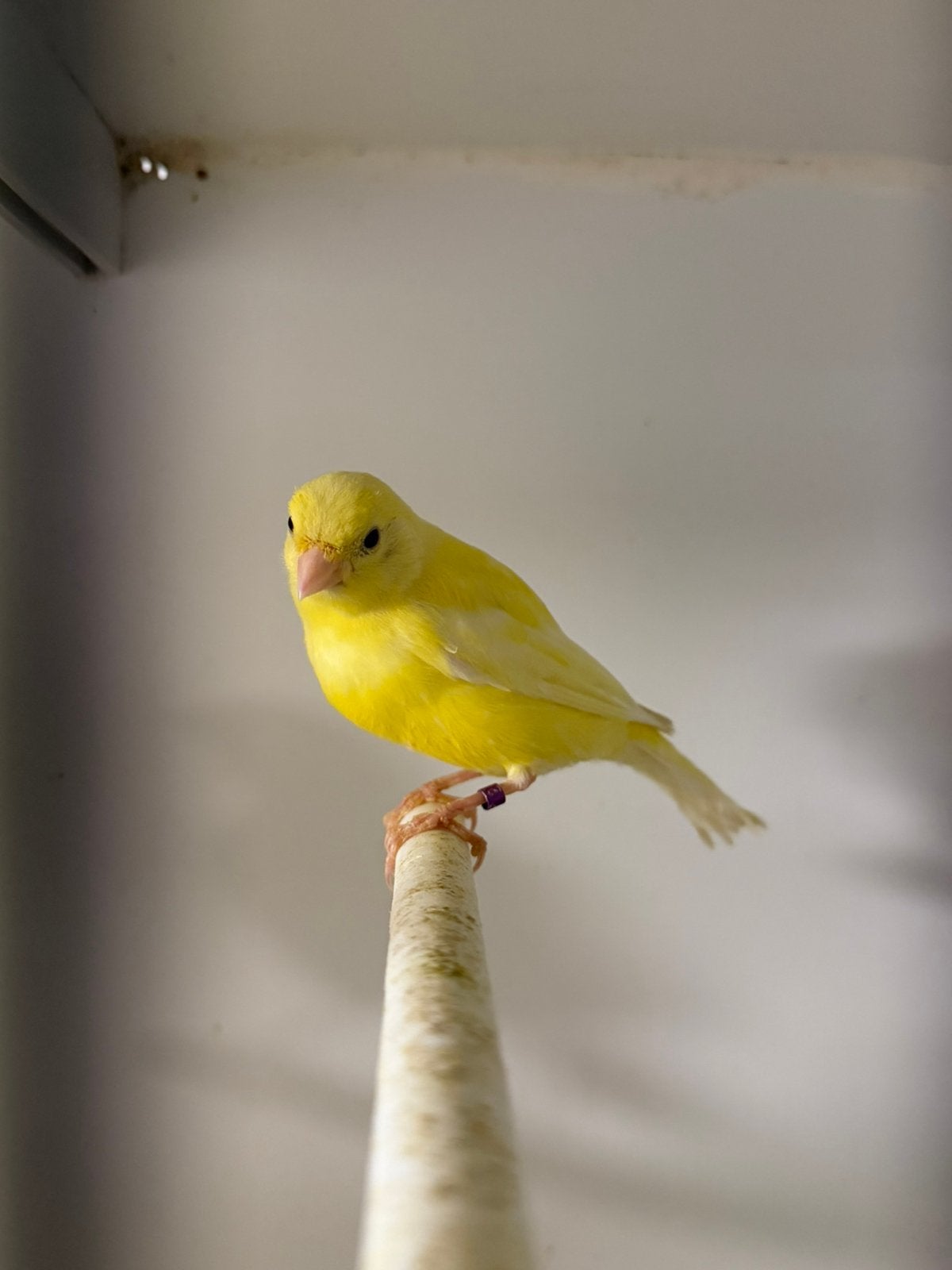 Kanarie 2026, Dieren en Toebehoren, Mannelijk, Kleurkanarie