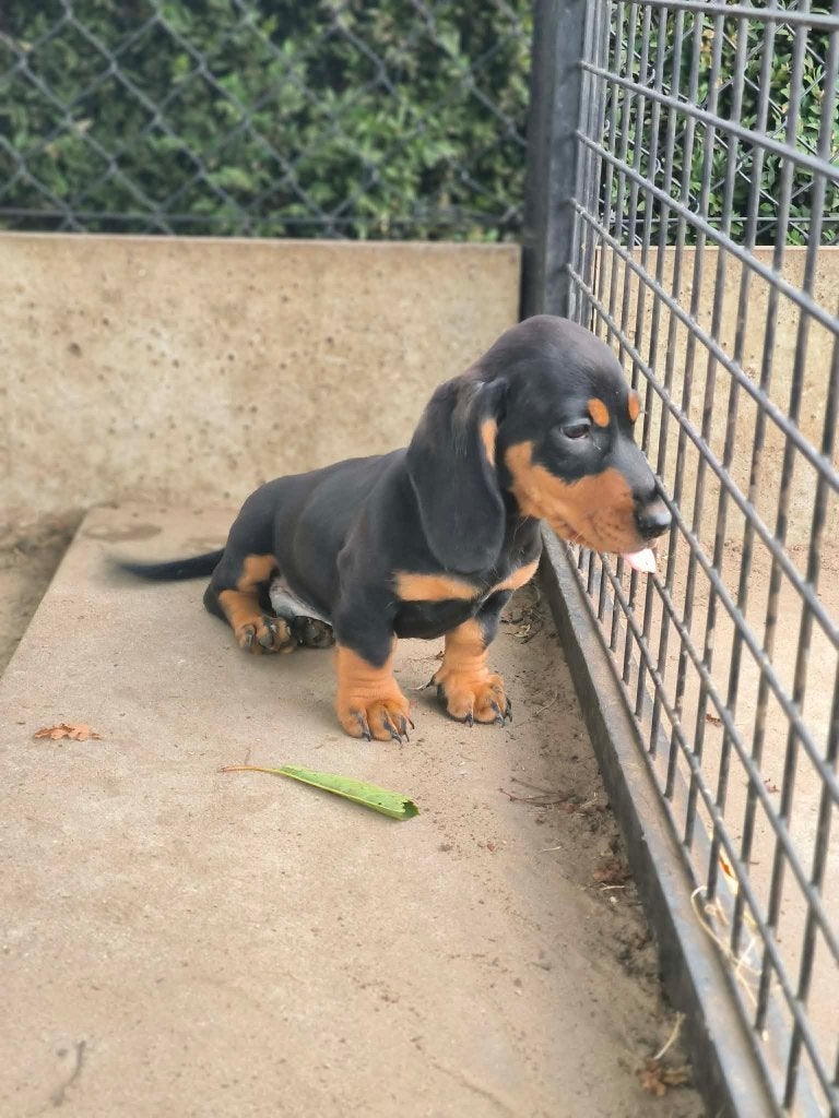 de magnifiques chiots teckels sont nés chez nous ! !, Poils courts, Maladie de Carré (chiens), Plusieurs, Nain
