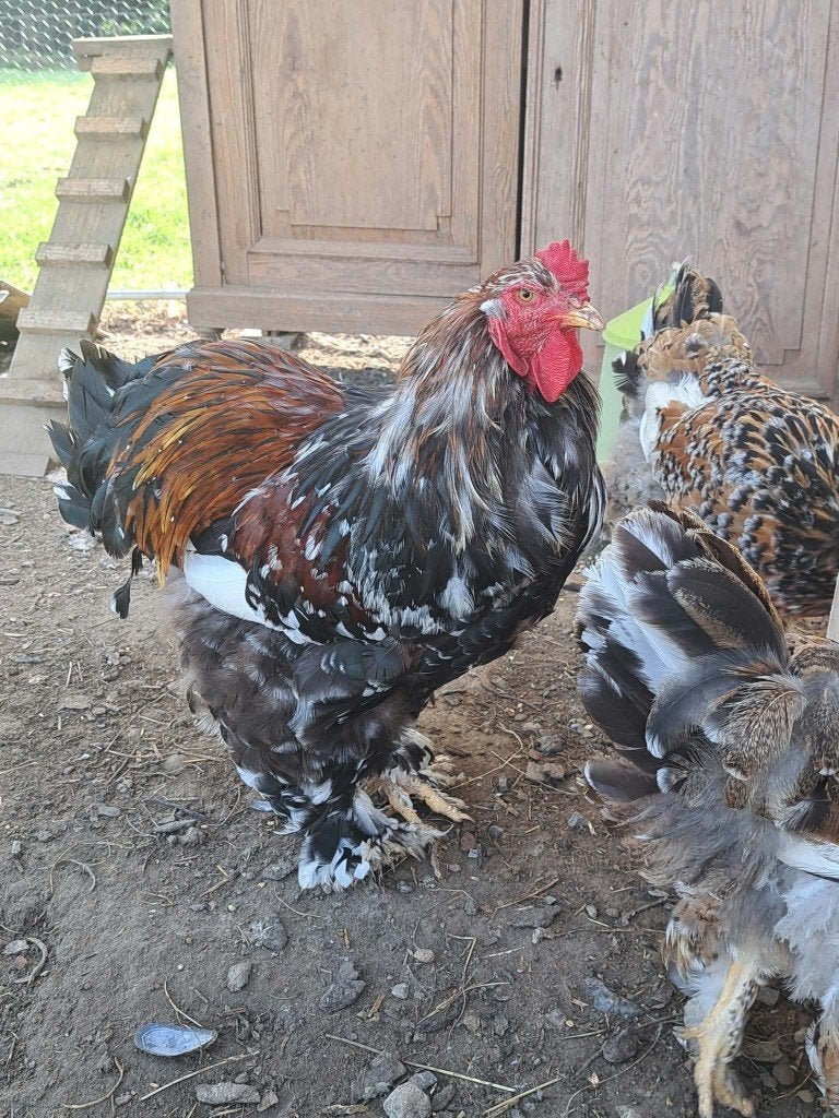 brahma haan, Dieren en Toebehoren