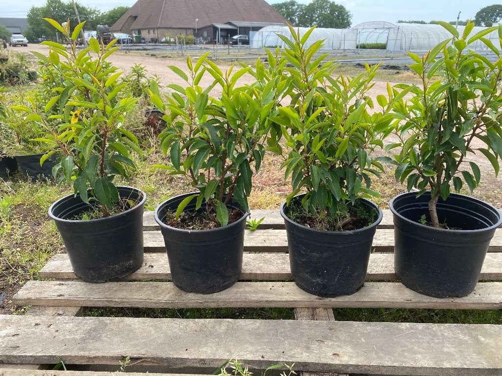 Portugese Laurier, Tuin en Terras, Ophalen, Laurier, Struik