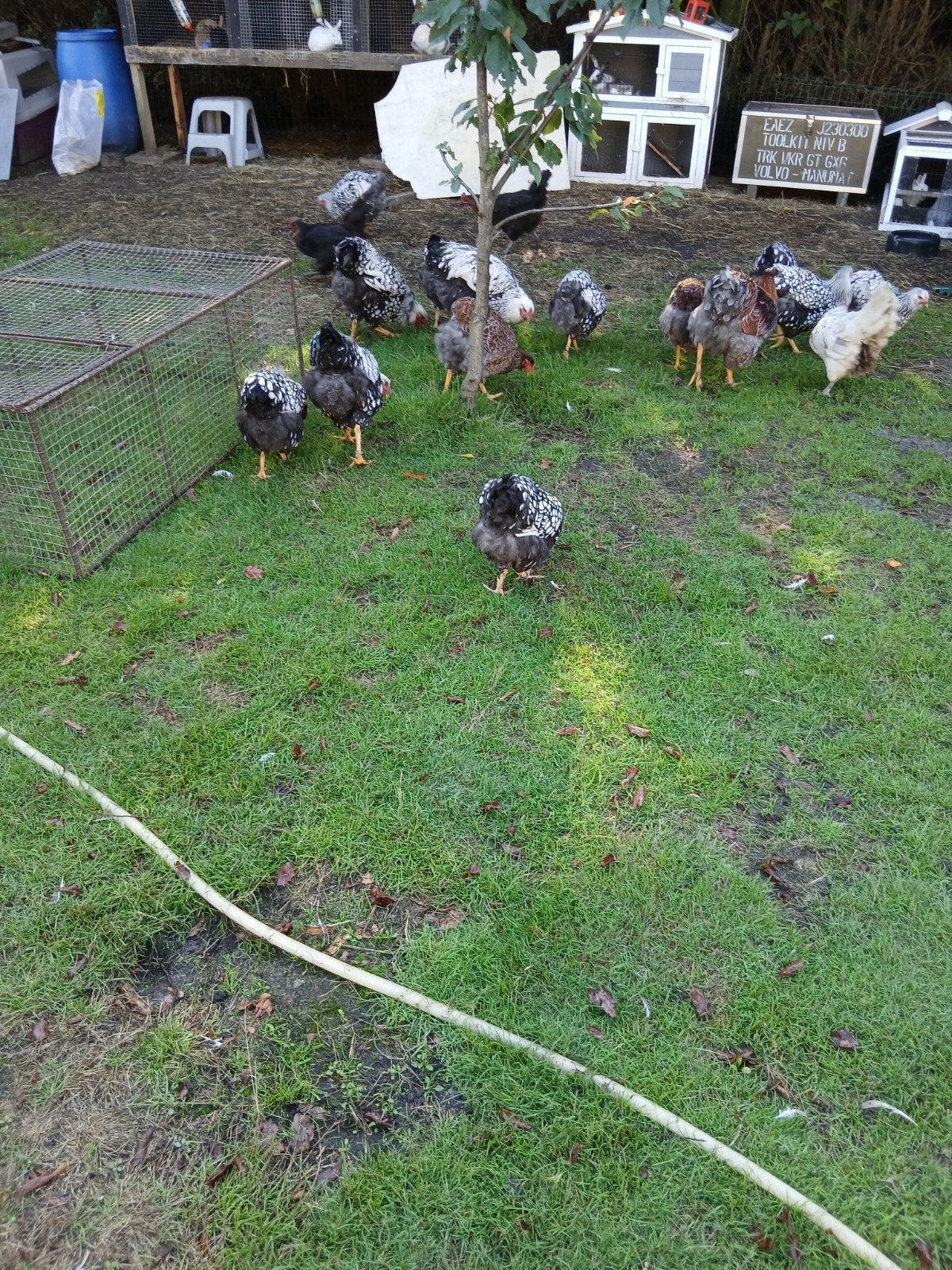 wyan dot kippen, Dieren en Toebehoren