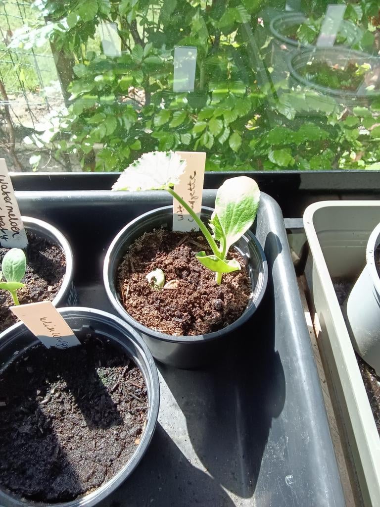 Courgetteplanten, Tuin en Terras, Ophalen