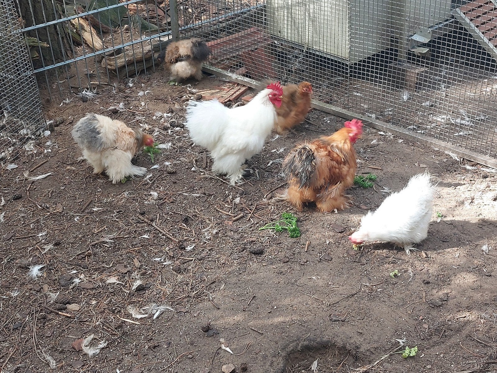Cochin kriel zijdeveer nog zeldzaam, Plusieurs animaux, Poule ou poulet