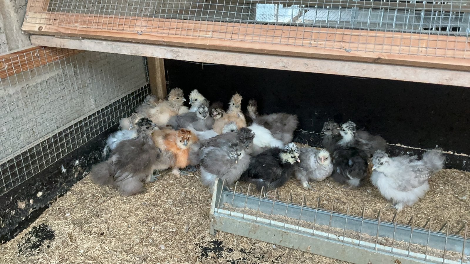 Usa zijdehoen kuikens, Dieren en Toebehoren, Pluimvee