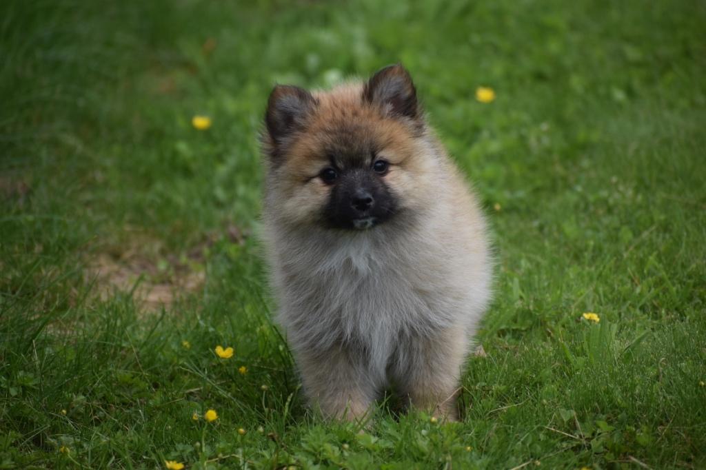 Chiots de Poméranie, de Poméranie, de Keeshond et de Spitz, Animaux & Accessoires, Loulou, Plusieurs, Belgique, Plusieurs animaux