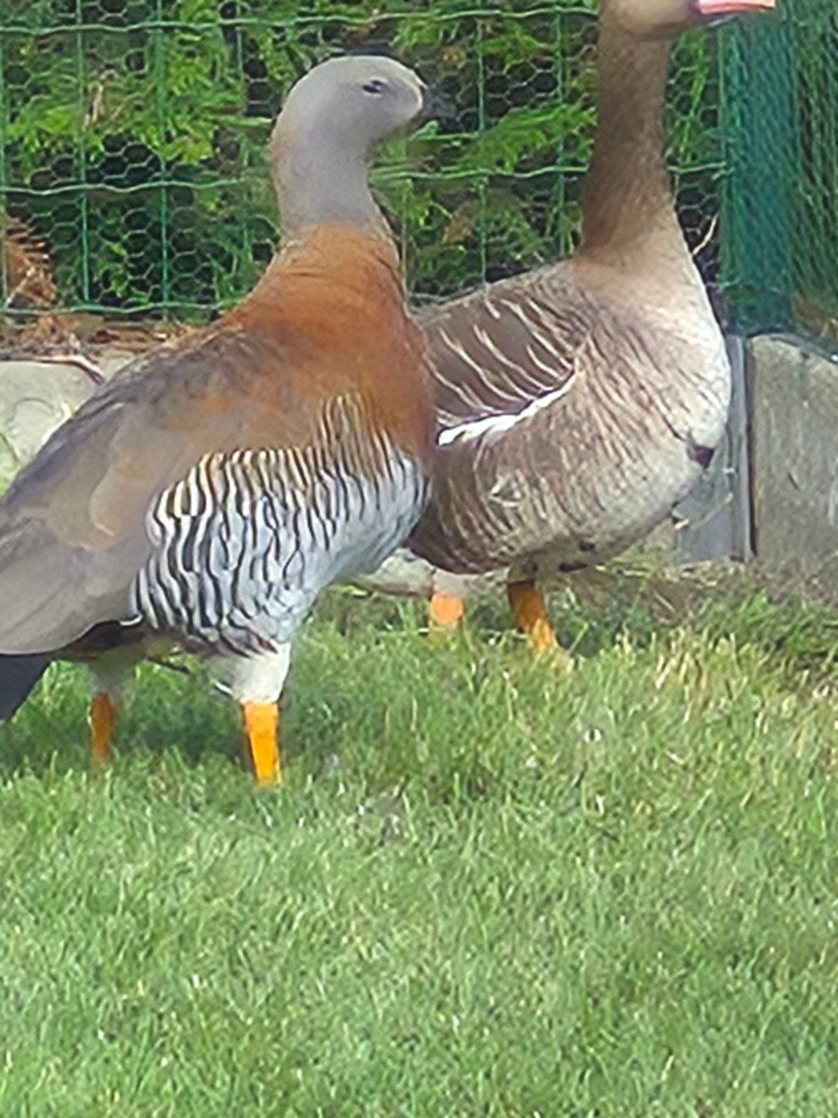 Grijskop vrouw 2025, Dieren en Toebehoren, Pluimvee