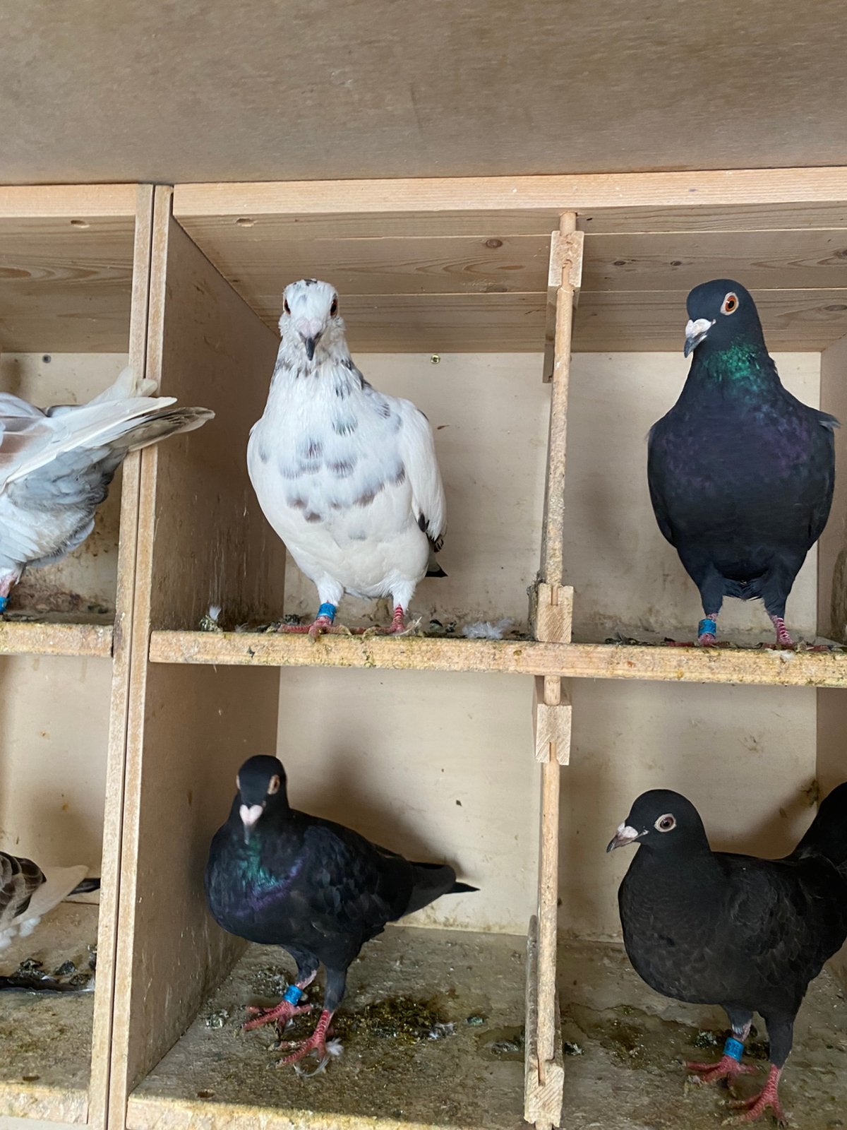 Duiven 2026, Plusieurs animaux, Pigeon voyageur