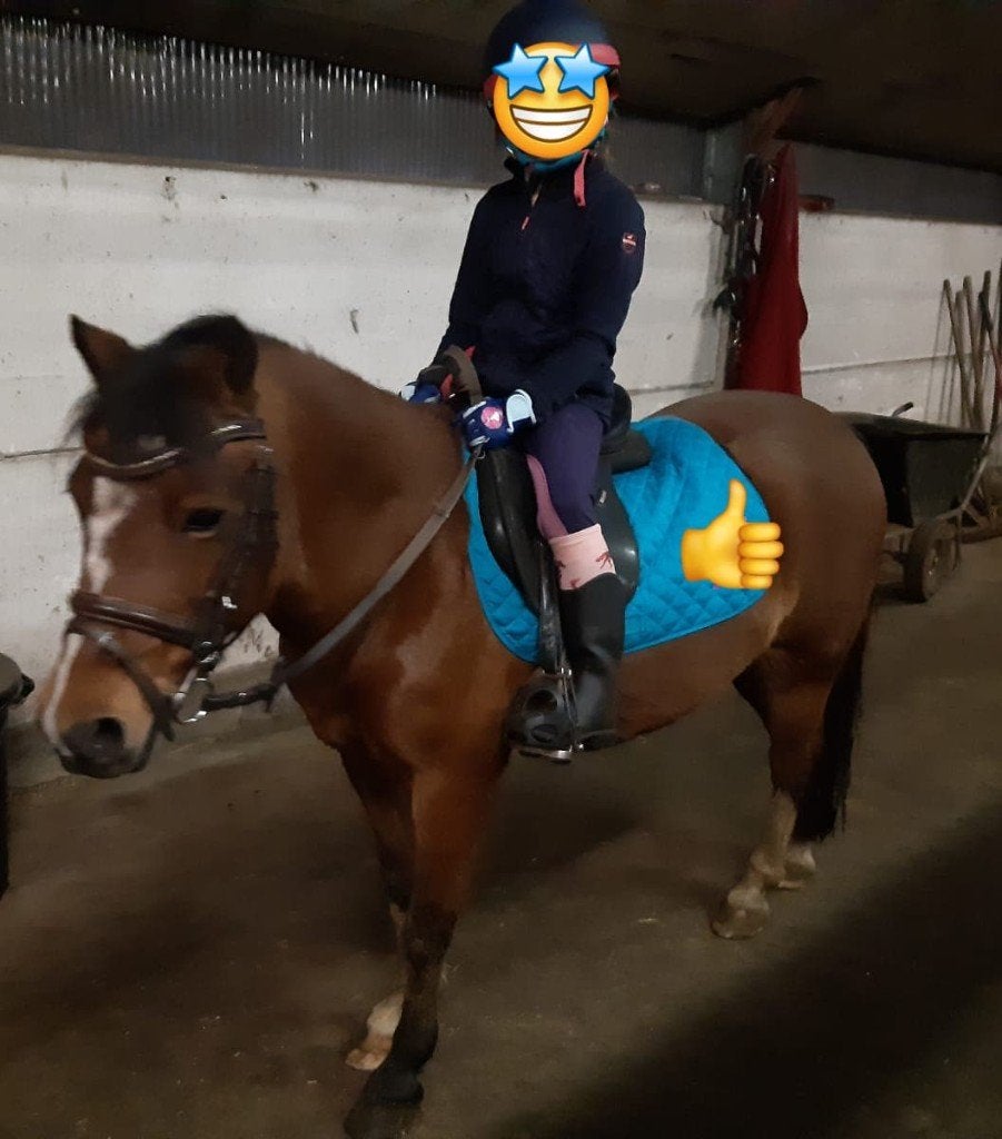 B-pony, Dieren en Toebehoren, Merrie, Dressuurpony, B pony (1.17m tot 1.27m), 11 jaar of ouder