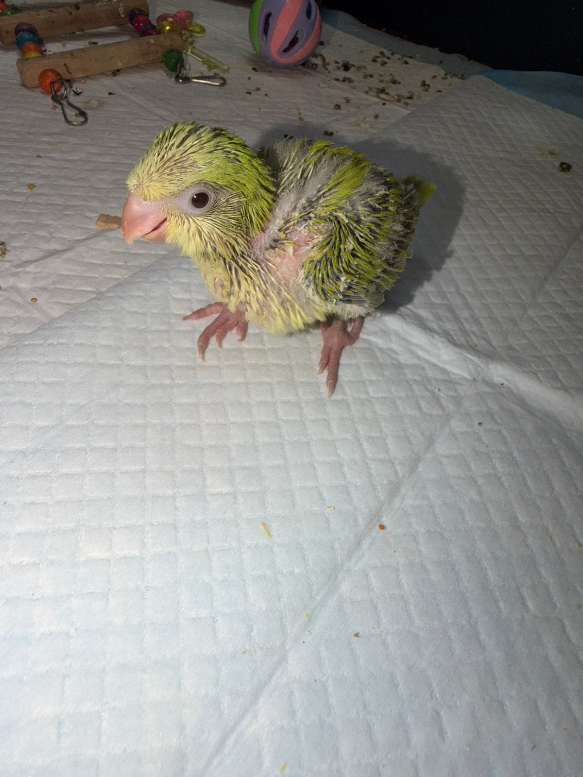 Conure souris, Dieren en Toebehoren, Vogels | Parkieten en Papegaaien, Papegaai, Meerdere dieren, Pratend, Tam, Geringd
