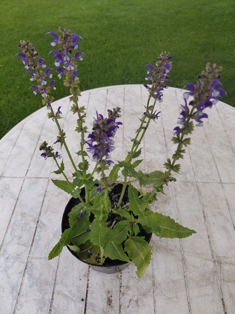 Salvia Azure Snow, Tuin en Terras, Ophalen