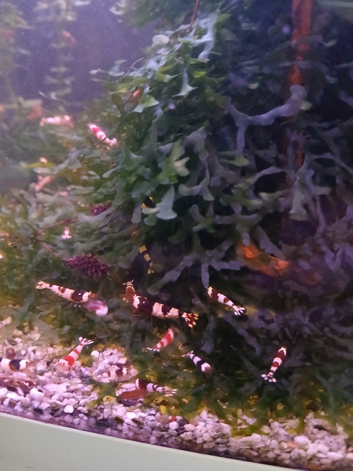 Crystal  black garnalen, Dieren en Toebehoren, Vissen | Aquariumvissen