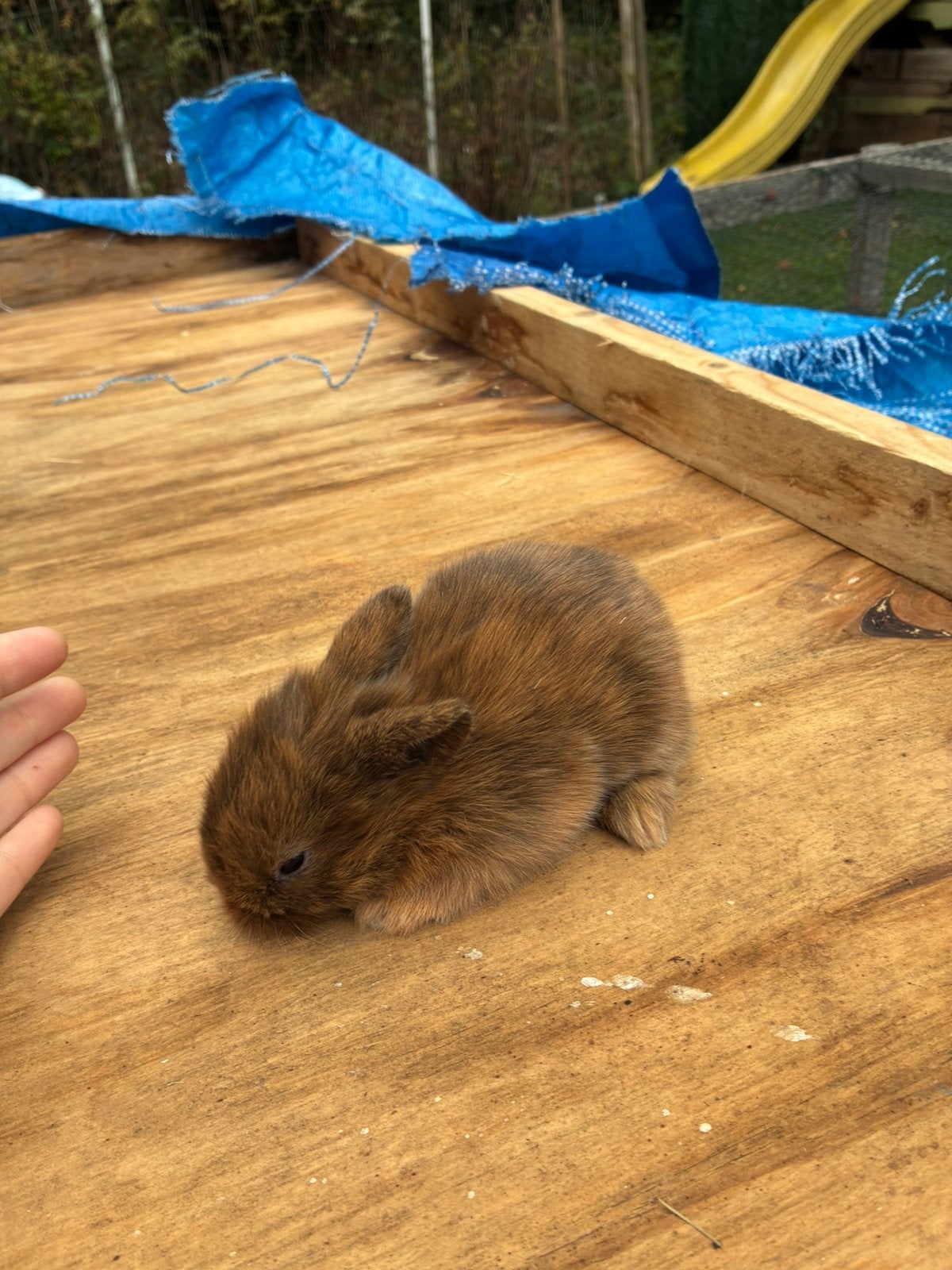 Konijntjes, Meerdere dieren, Middelgroot, 0 tot 2 jaar