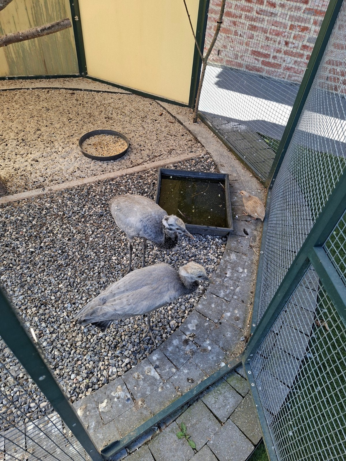 jufferkraanvogel 2026, Dieren en Toebehoren, Vogels | Overige Vogels