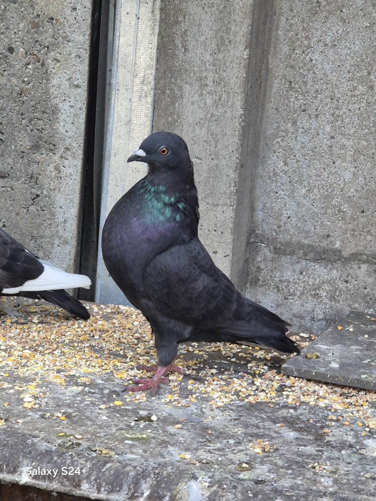 Gaditano sierduif, Dieren en Toebehoren